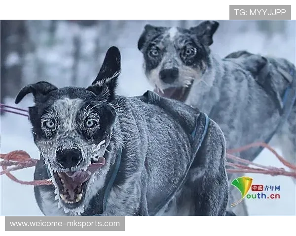 雪橇锦标:俄罗斯队稳居金牌榜,挑战纪录在望!,俄罗斯雪橇犬
